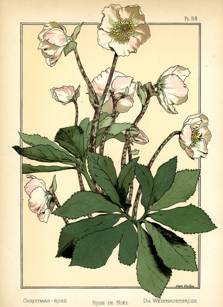 La rosa di Natale da Anna Martin