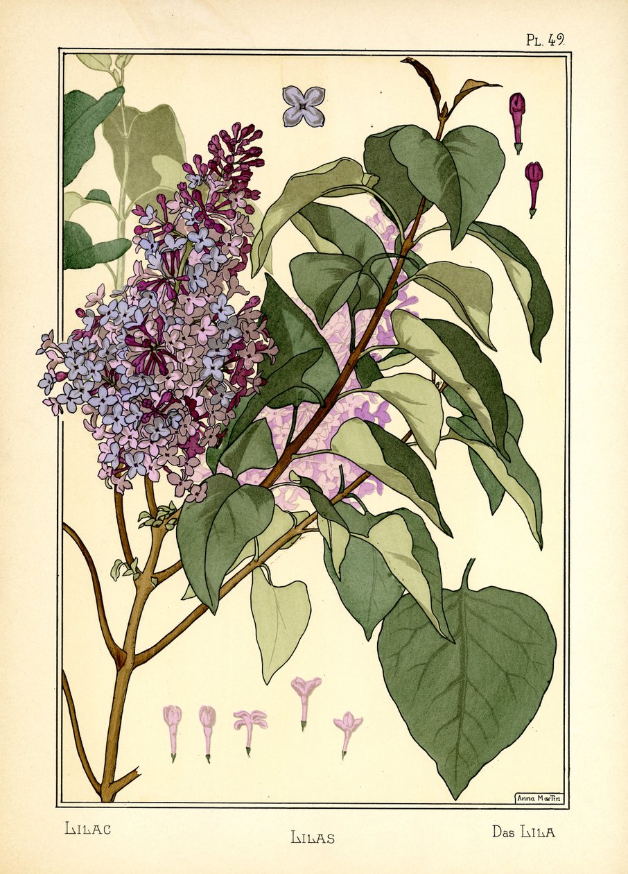 Il Lillà da Anna Martin