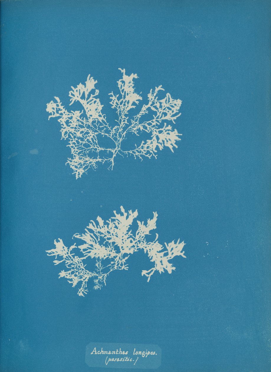 Achnanthes longipes, parassita, ca. 1853 da Anna Atkins