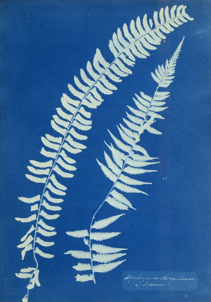 Asplenium Braziliense, Sud America da Anna Atkins