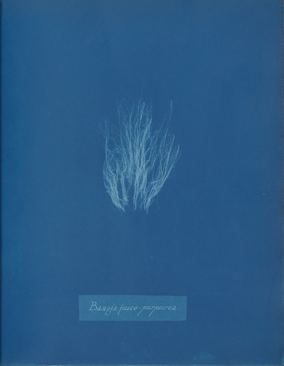 Bangia fusco-purpurea, ca. 1853 da Anna Atkins