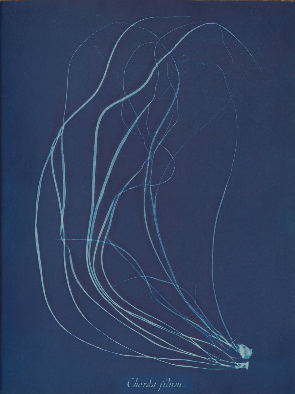 Chorda filum, ca. 1853 da Anna Atkins
