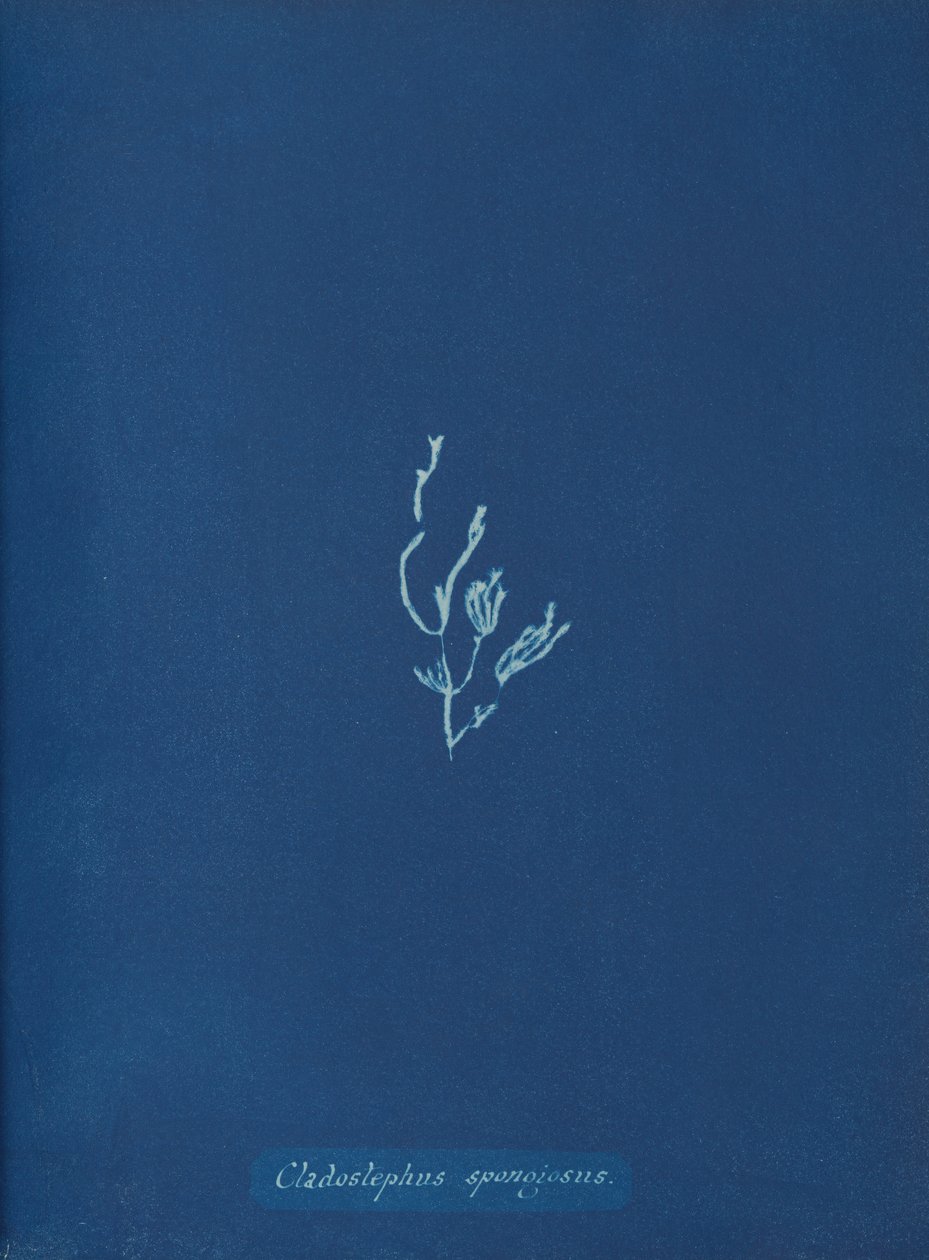 Cladostephus spongiosus da Anna Atkins