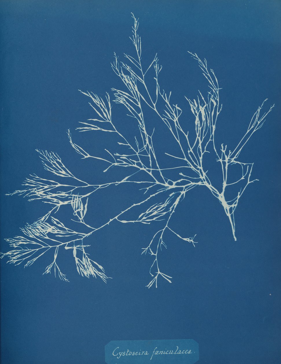 Cystoseira fæniculacea da Anna Atkins