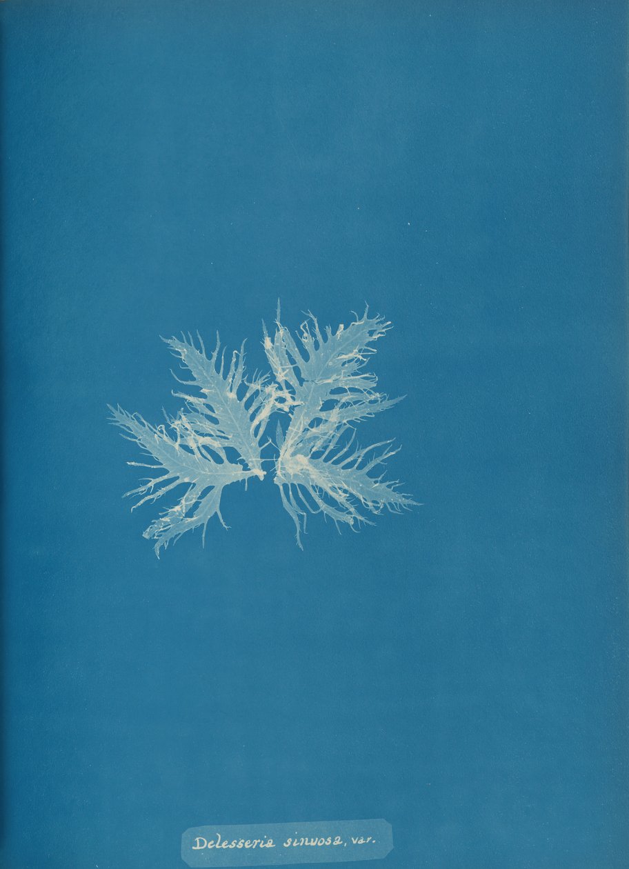 Delesseria sinvosa, var., ca. 1853 da Anna Atkins