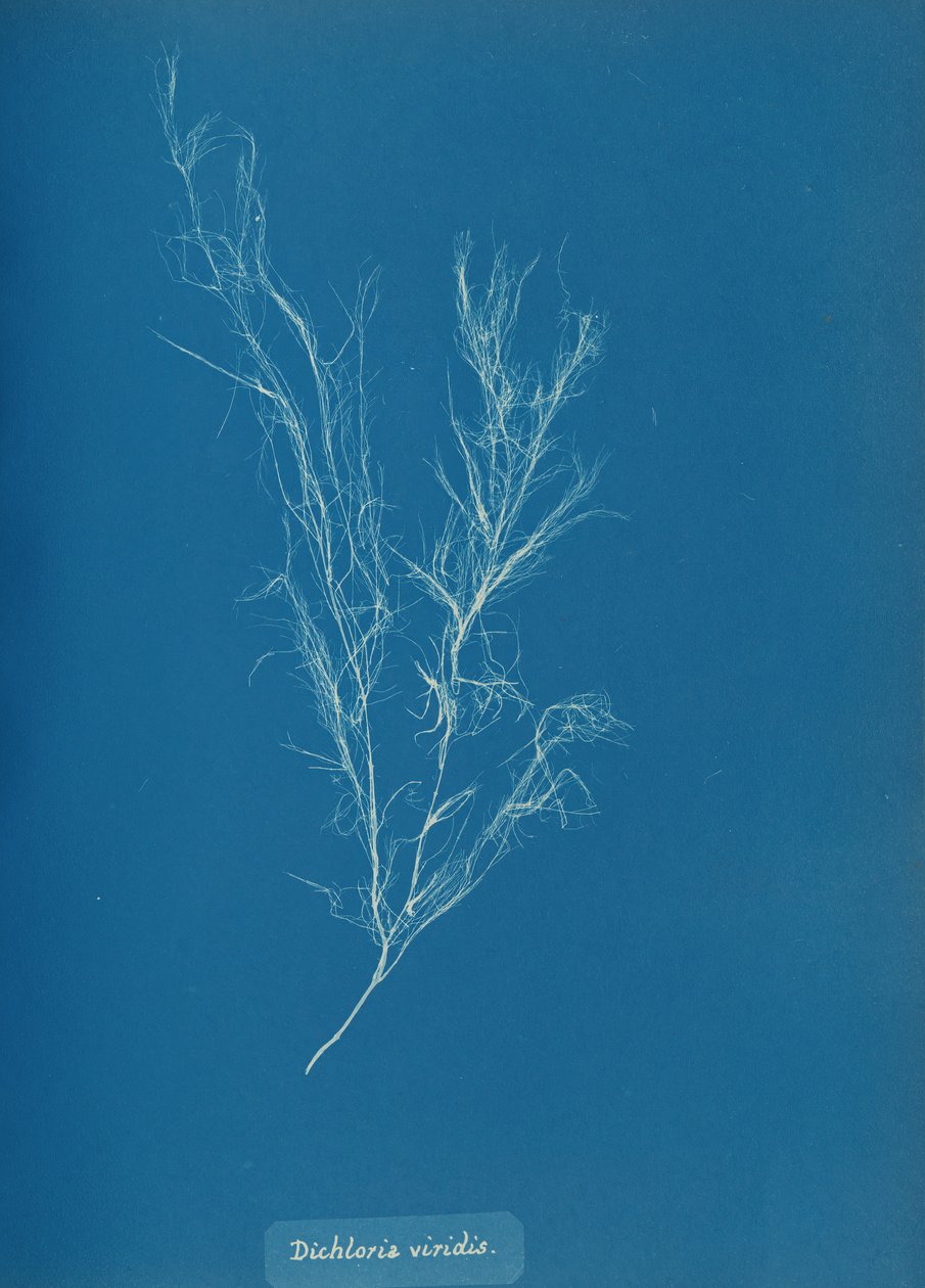 Dichloria viridis, ca. 1853 da Anna Atkins