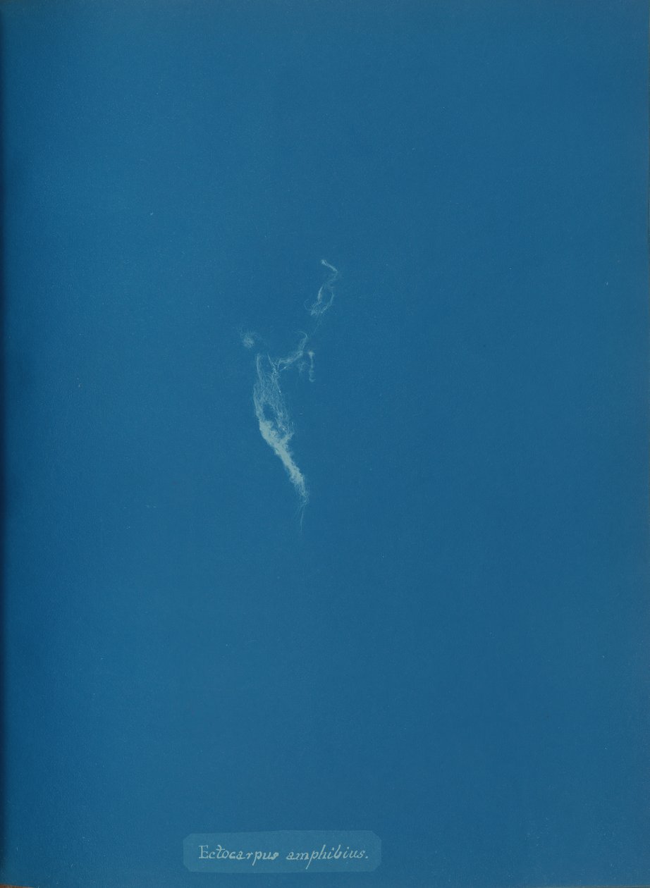 Ectocarpus amphibius, ca. 1853 da Anna Atkins