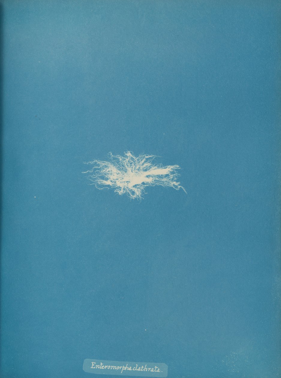Enteromorpha clathrata da Anna Atkins