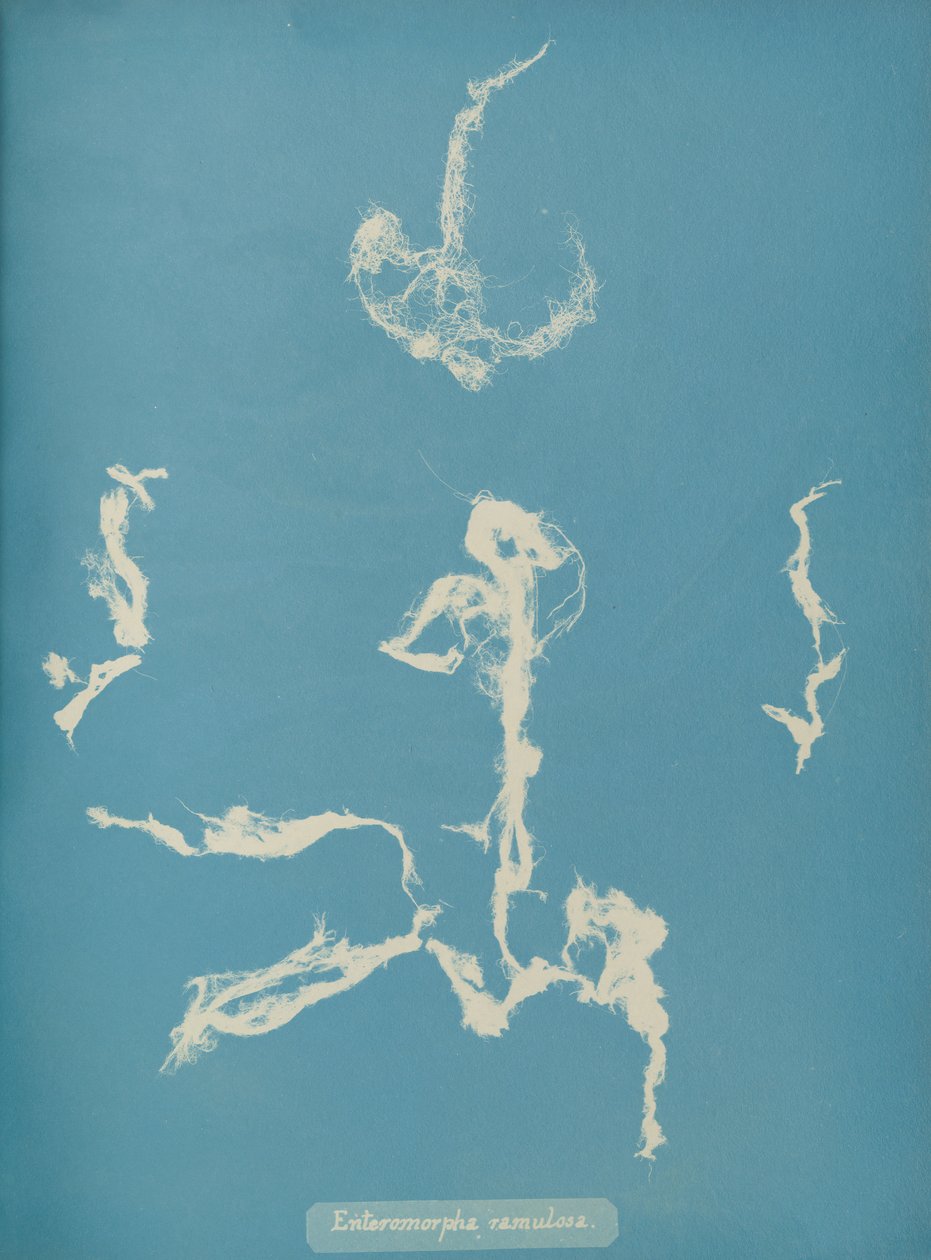 Enteromorpha ramulosa, ca. 1853 da Anna Atkins