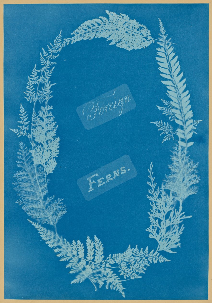 Felci straniere da Anna Atkins
