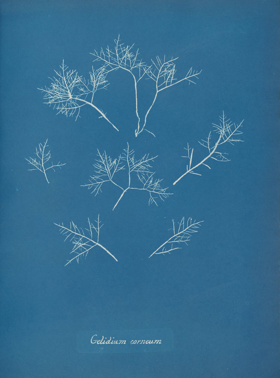 Gelidium corneum, ca. 1853 da Anna Atkins