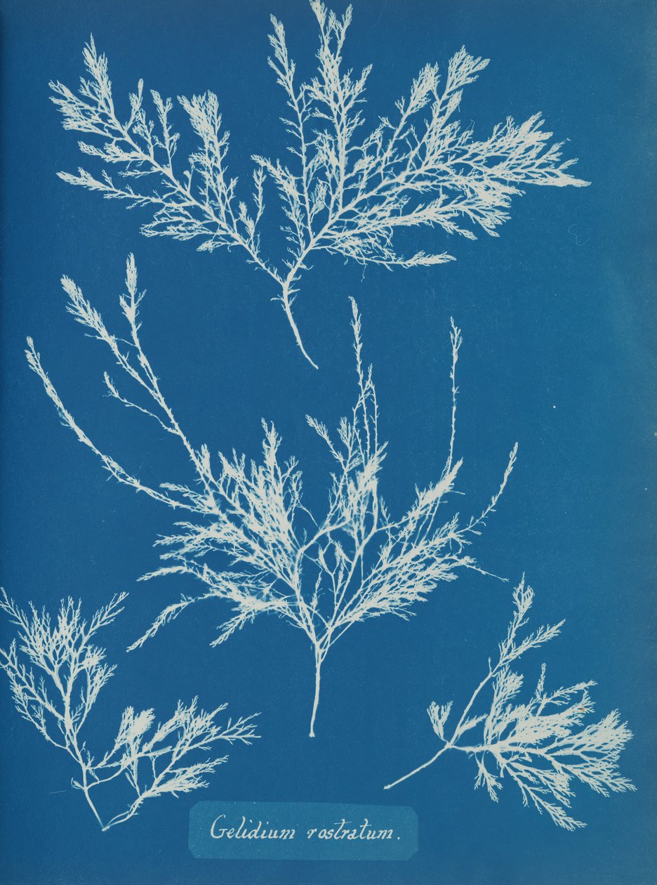 Gelidium rostratum da Anna Atkins