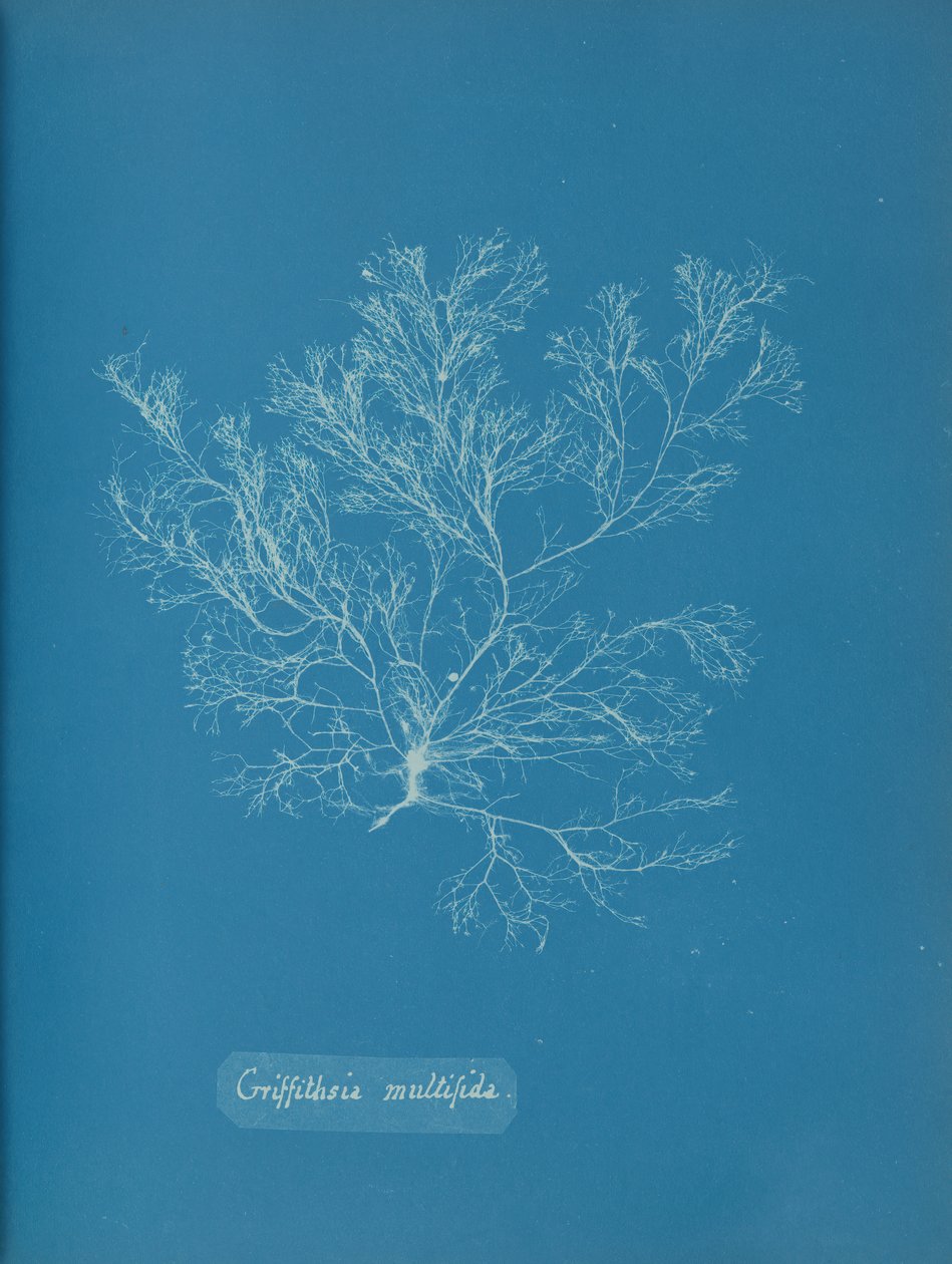 Griffithsia multifida, ca. 1853 da Anna Atkins