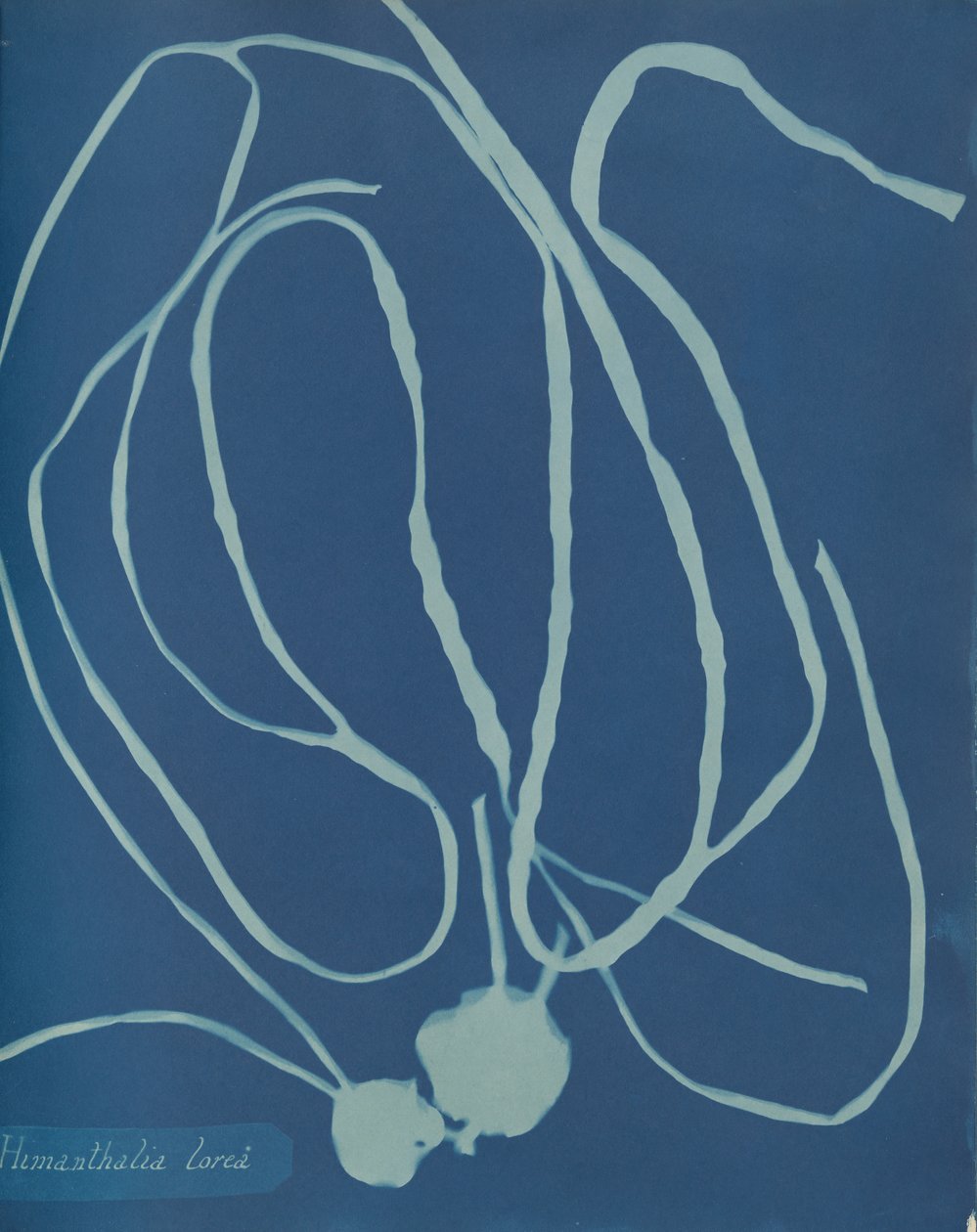 Himanthalia lorea, ca. 1853 da Anna Atkins