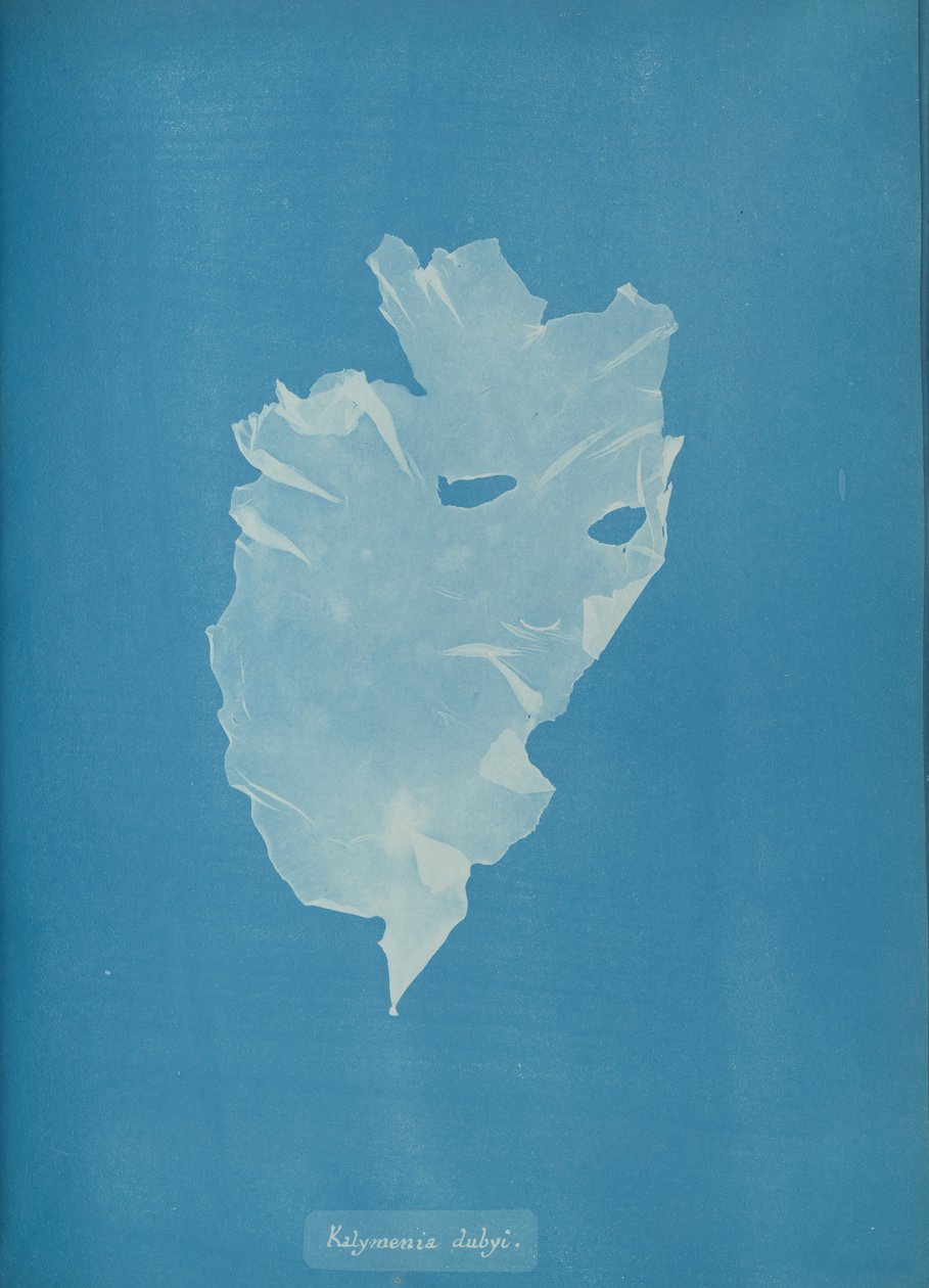 Kalymenia dubyi da Anna Atkins