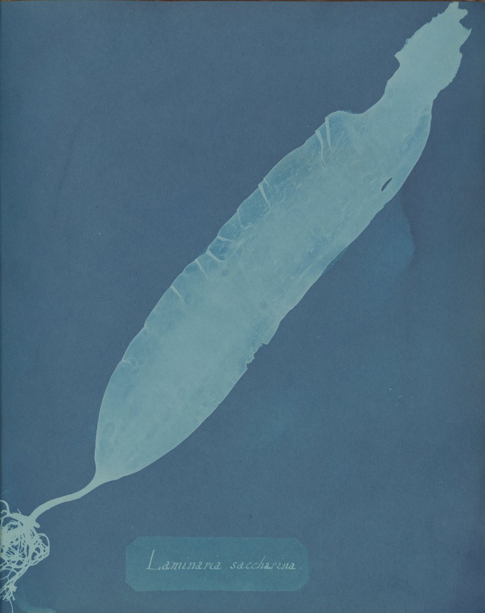 Laminaria saccharina da Anna Atkins