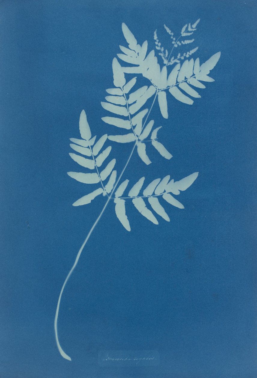 Osmunda Rigalis (Australia) da Anna Atkins