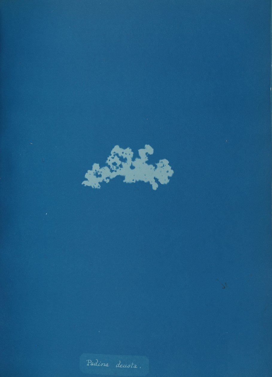 Padina deusta, ca. 1853 da Anna Atkins