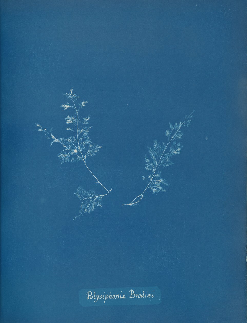 Polysiphonia Brodiæi da Anna Atkins