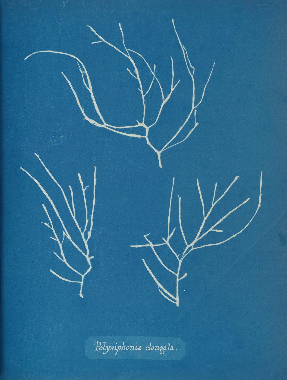 Polysiphonia elongata da Anna Atkins