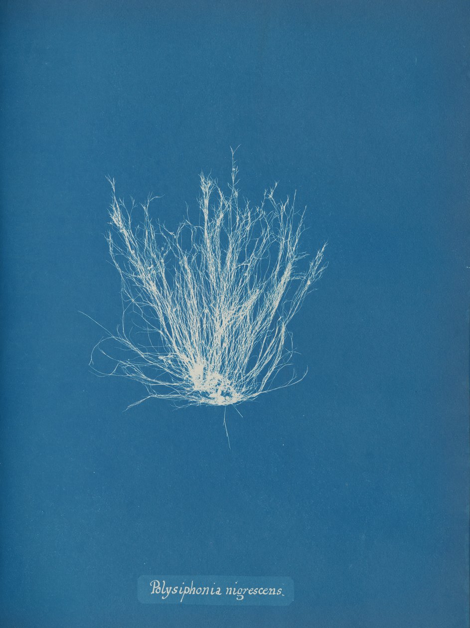 Polysiphonia nigrescens da Anna Atkins