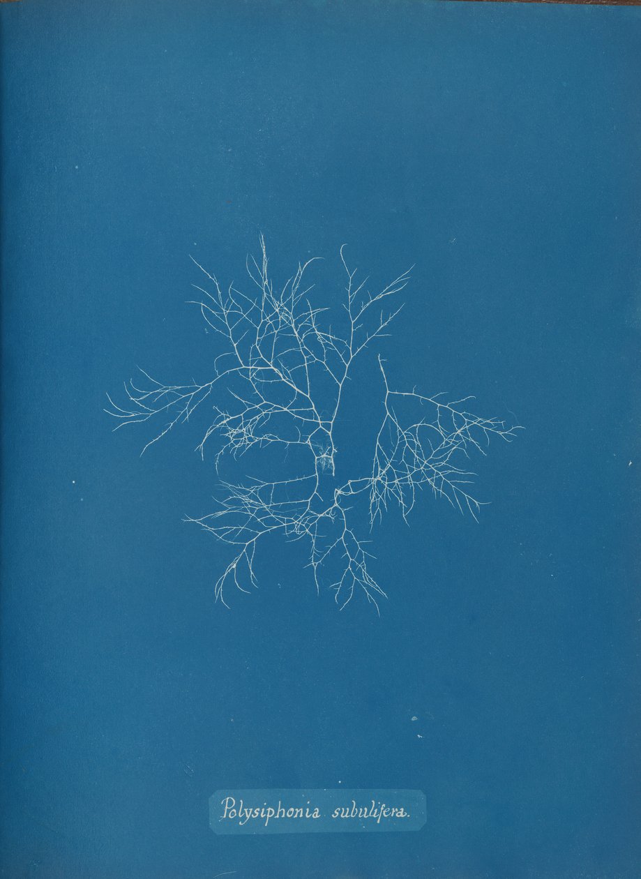 Polysiphonia subulifera, ca. 1853 da Anna Atkins