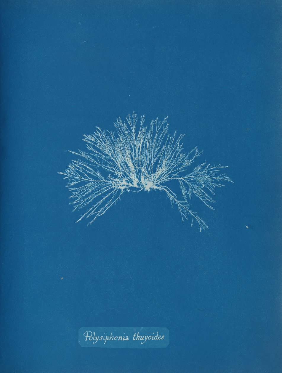 Polysiphonia thuyoides da Anna Atkins