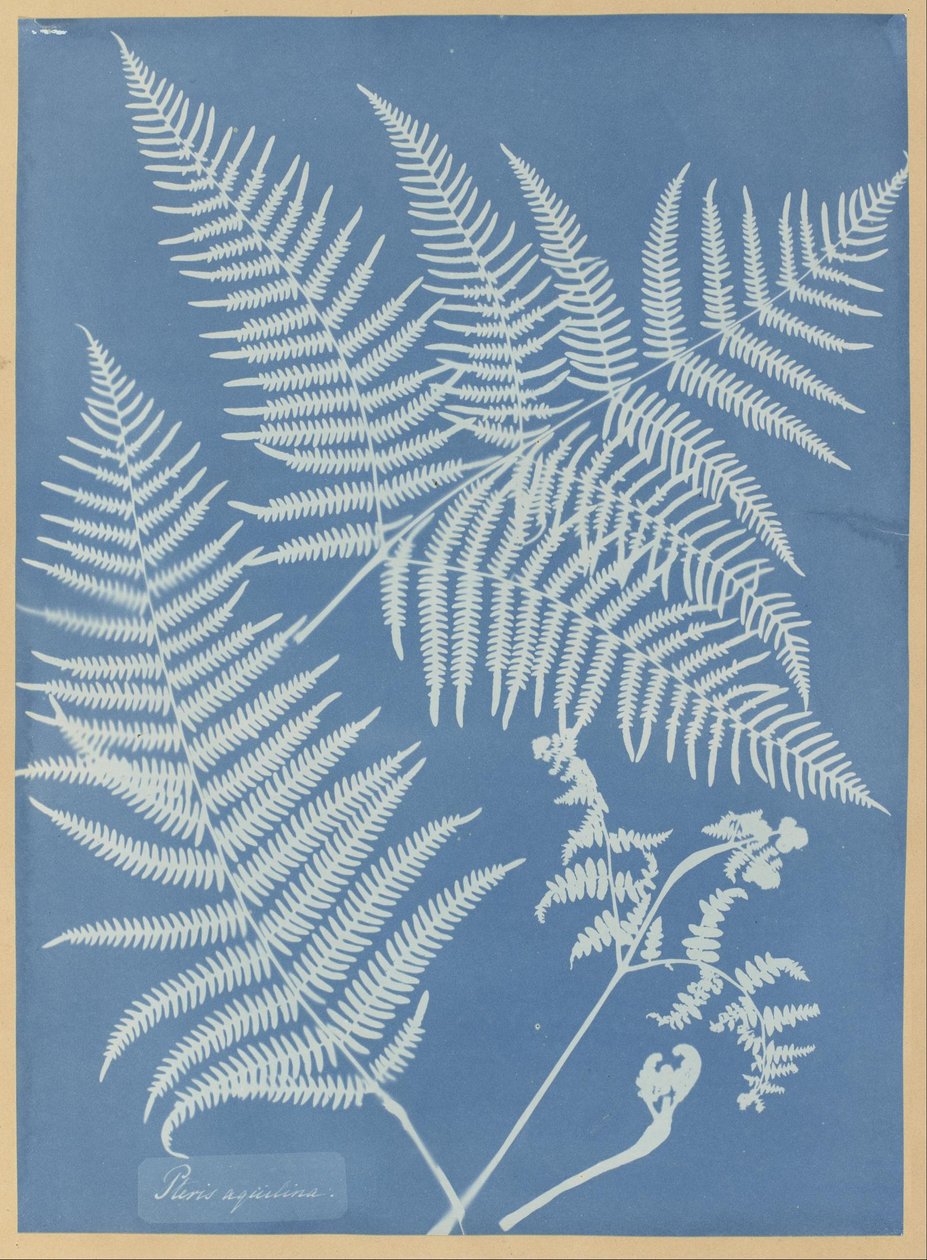 Pteris aquilina da Anna Atkins