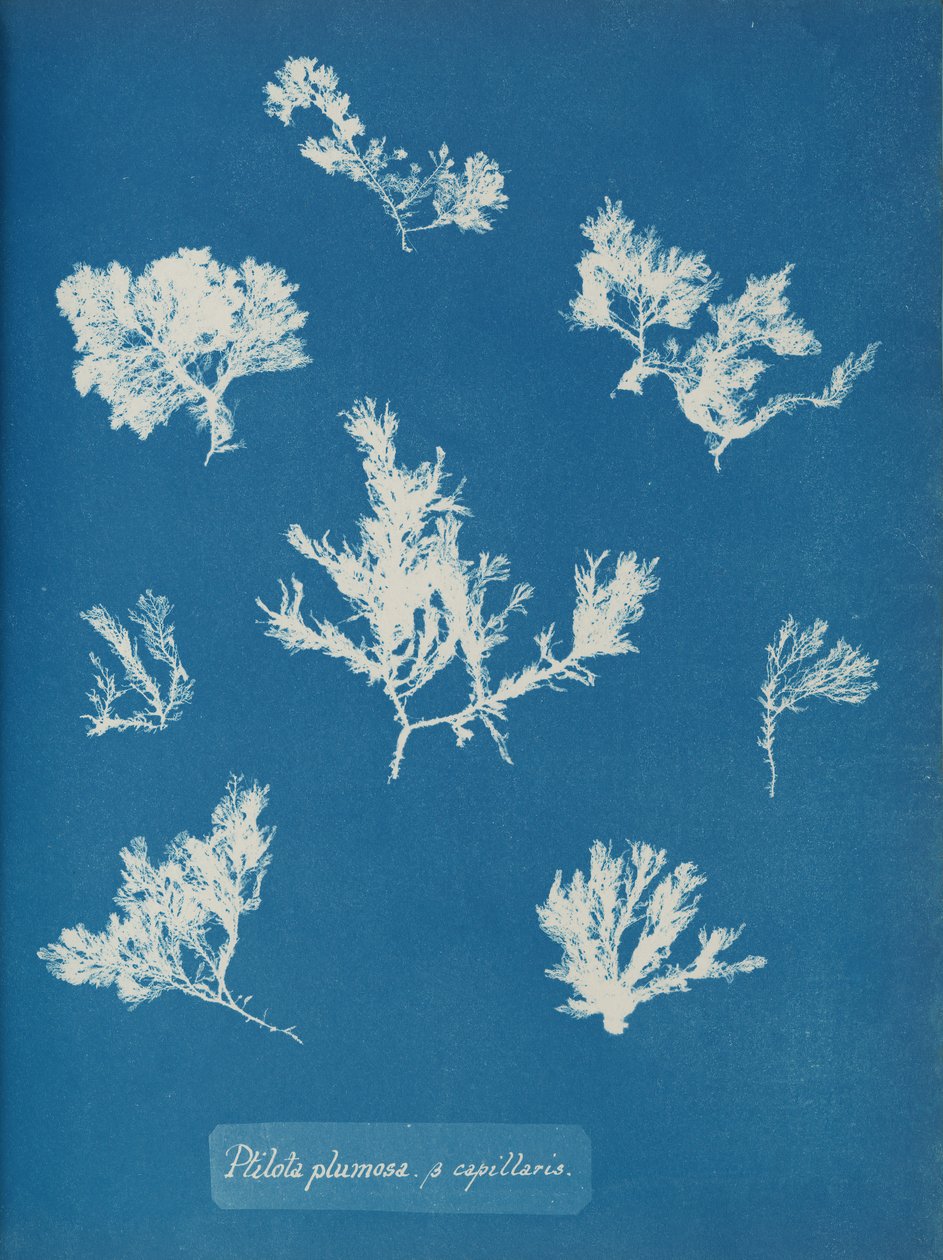 Ptilota plumosa. ß capillaris, ca. 1853 da Anna Atkins