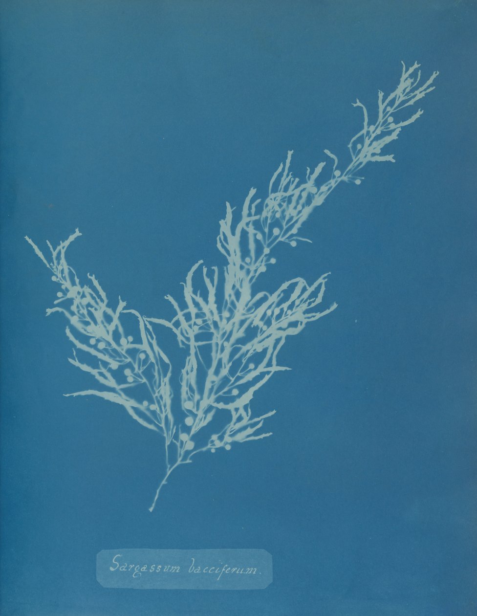 Sargassum bacciferum, ca. 1853 da Anna Atkins