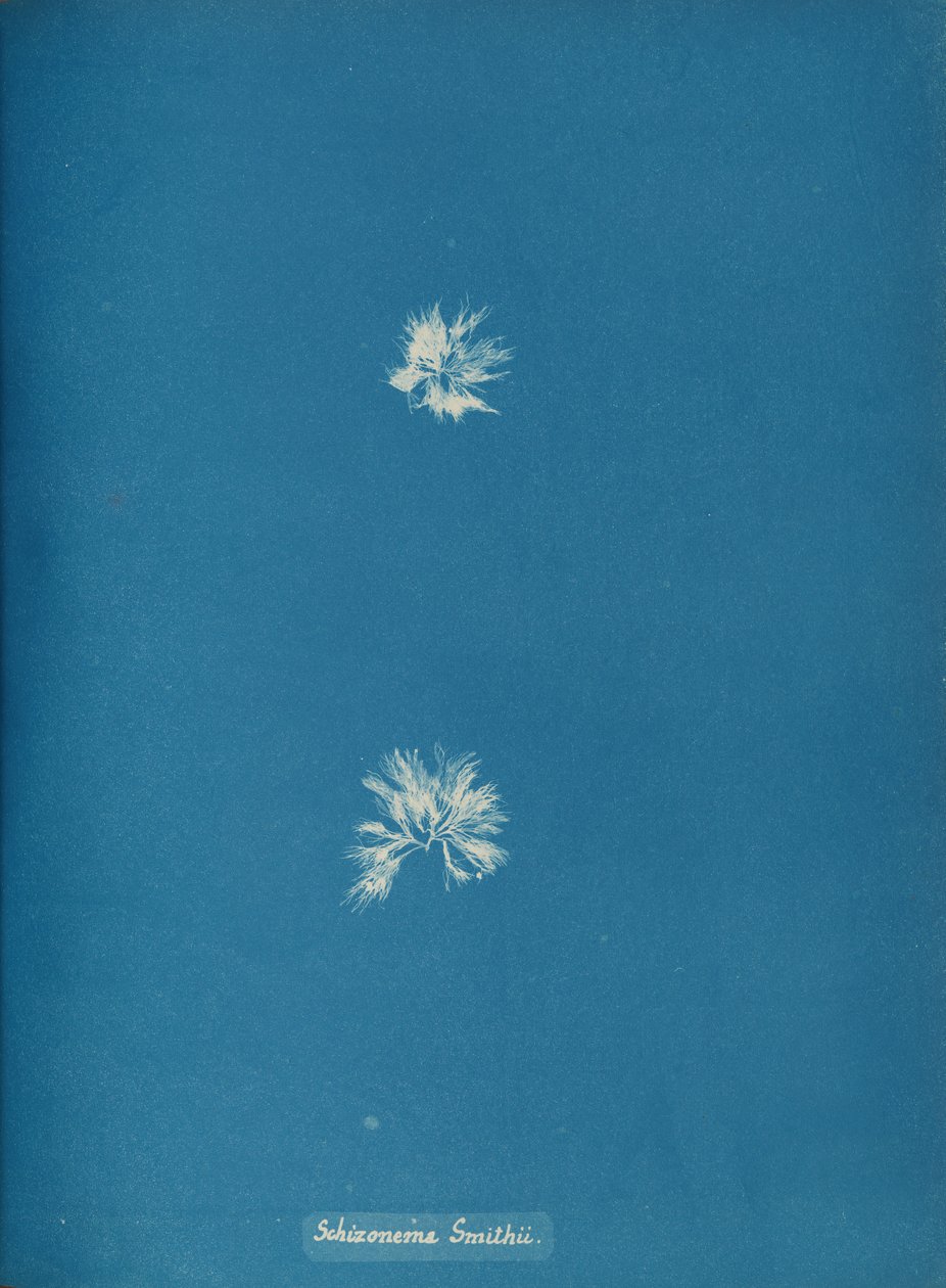 Schizonema Smithii, ca. 1853 da Anna Atkins