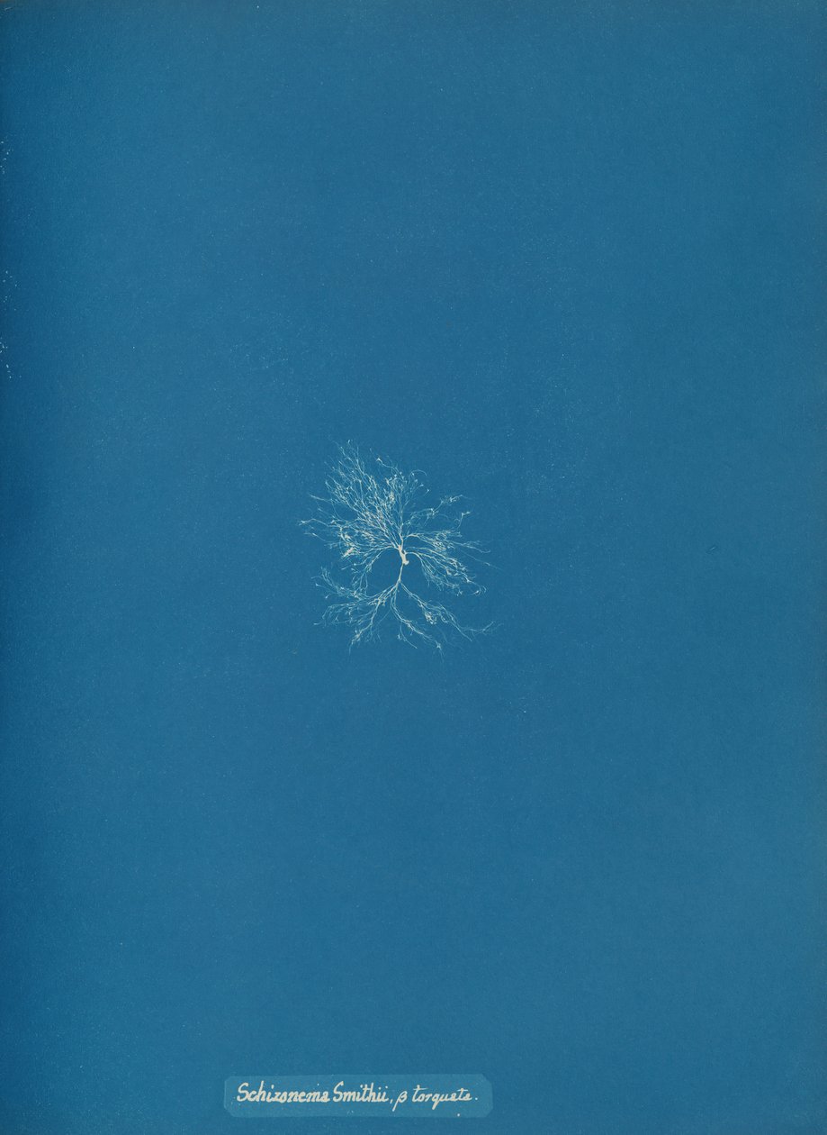 Schizonema Smithii, ß torqata, ca. 1853 da Anna Atkins