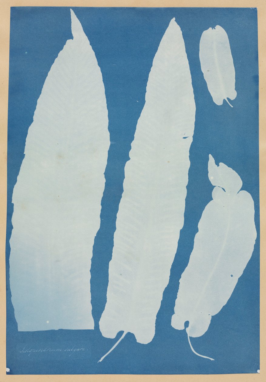 Scolopendrium Vulgare, 1852-1854 da Anna Atkins