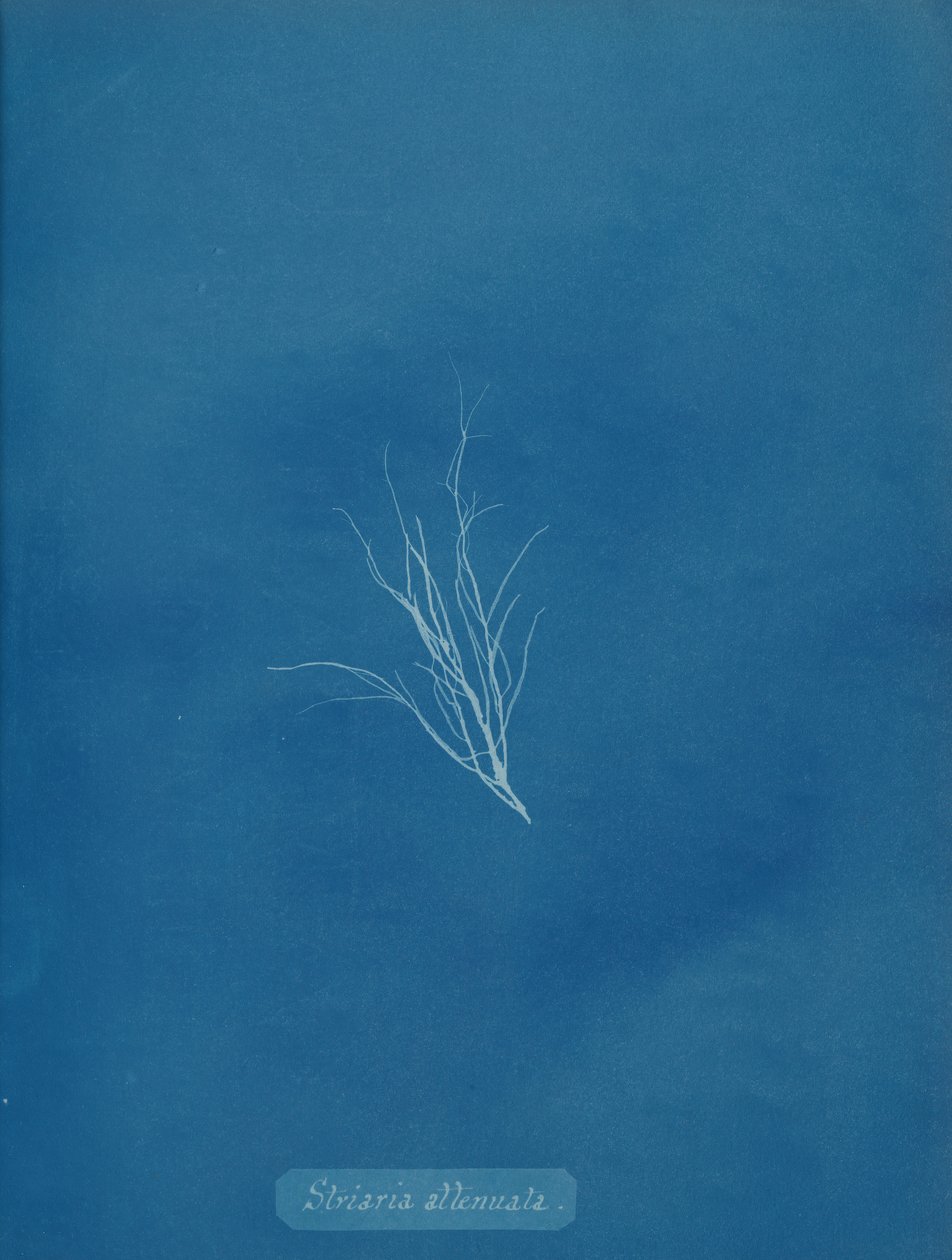 Striaria attenuata, ca. 1853 da Anna Atkins