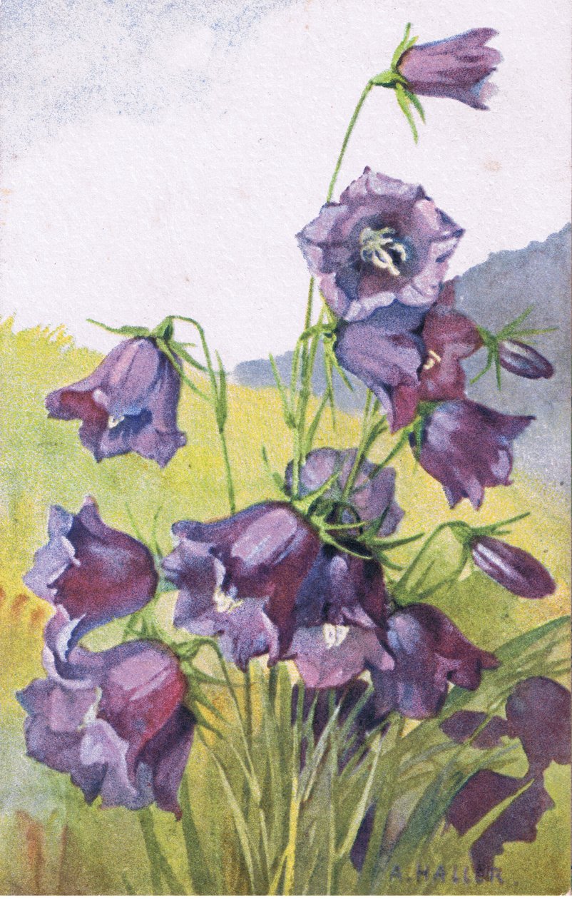 Fiore blu, Cartolina, anni 
