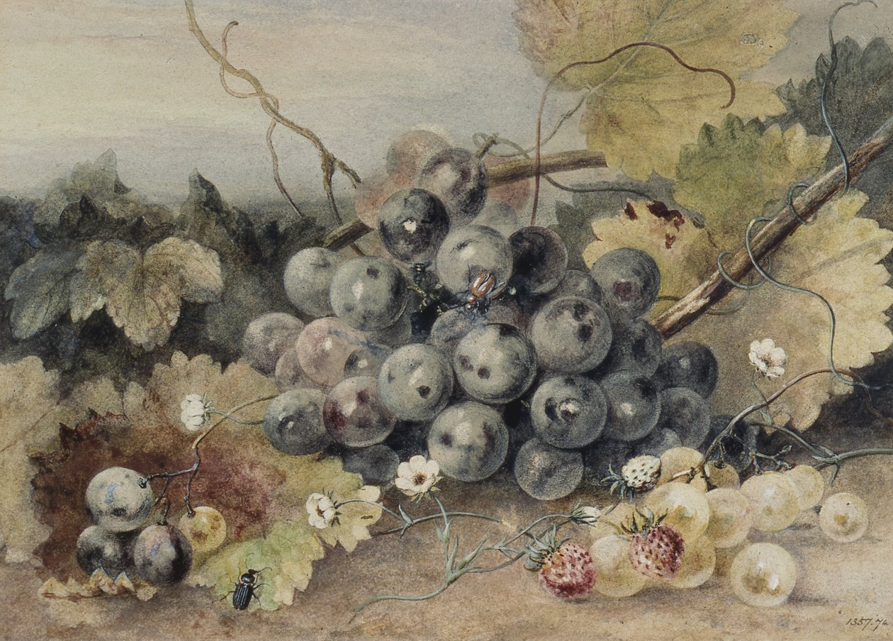 Uva e fragole da Anne Frances Byrne