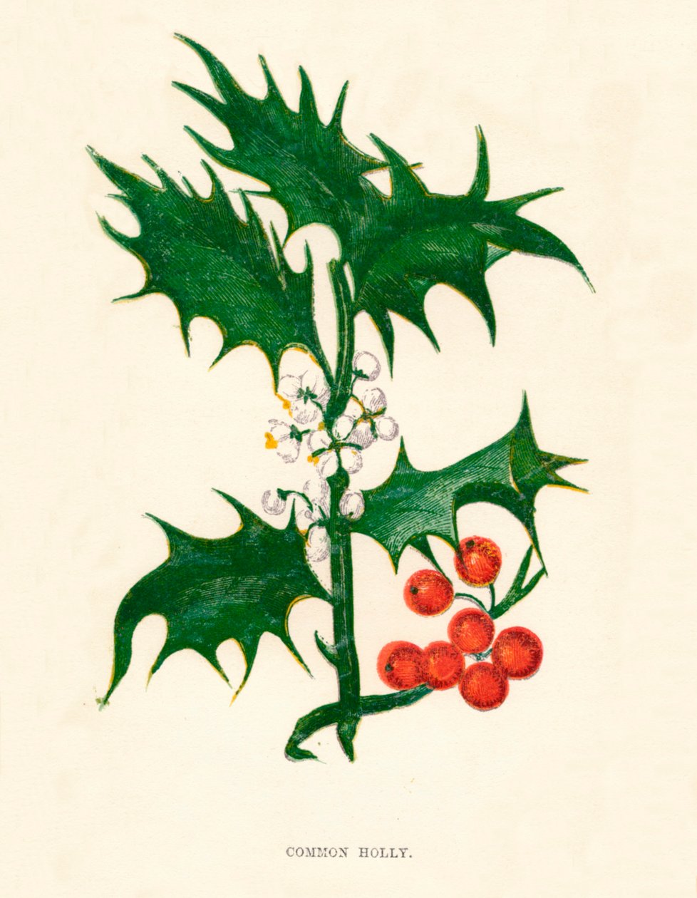 Agrifoglio comune, c1891, 1891 da Anne Pratt
