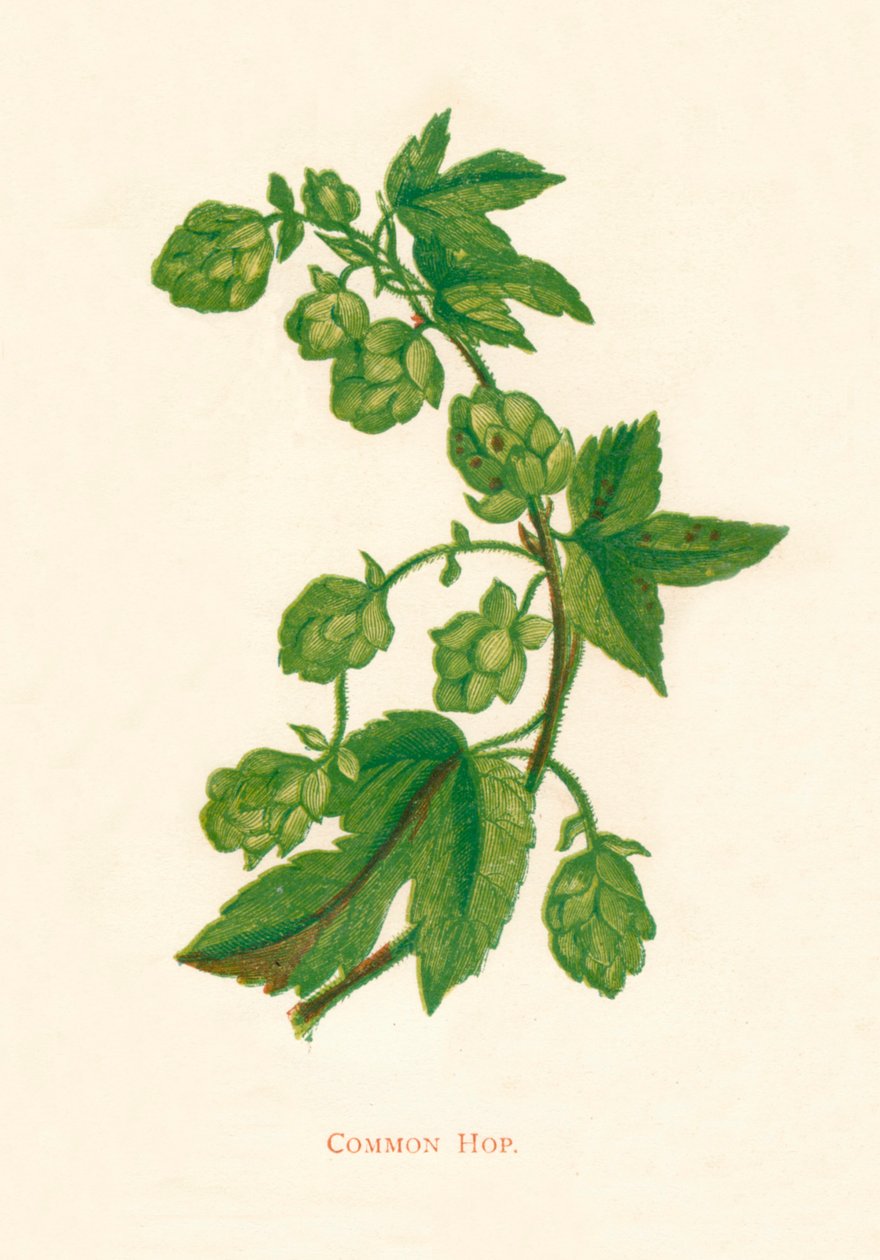 Luppolo comune, c1891, 1891 da Anne Pratt
