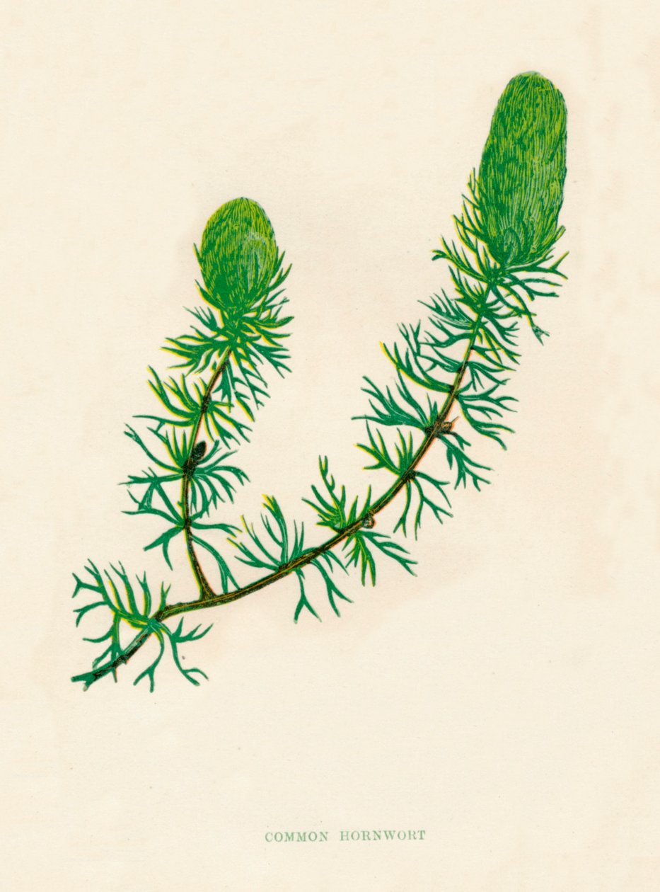 Hornwort Comune, c1891, 1891 da Anne Pratt