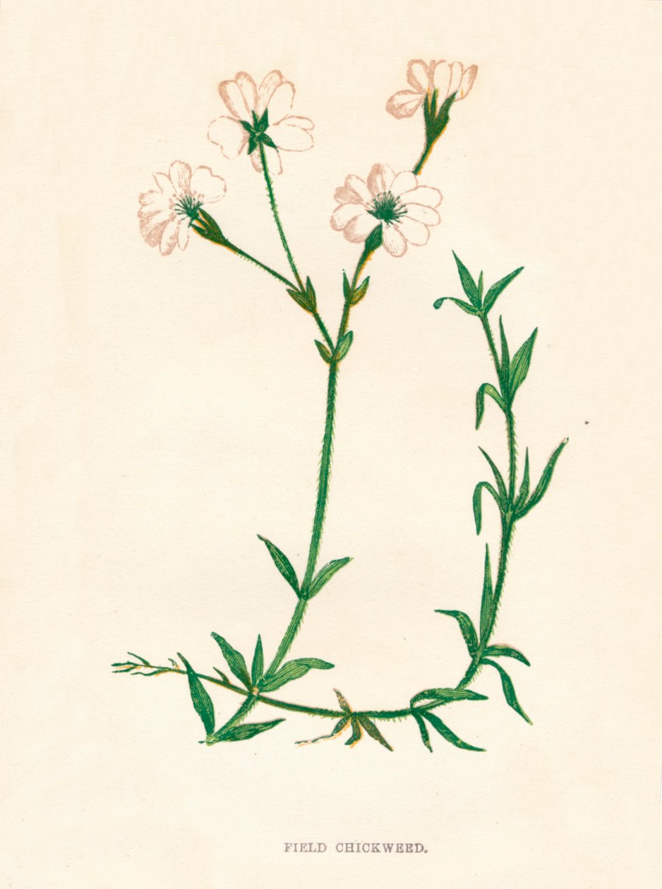 Stellaria media, c1891, 1891 da Anne Pratt