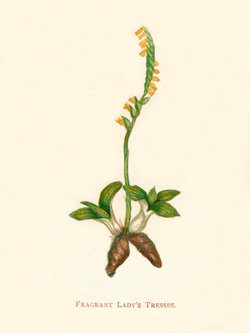Fragrant Ladys Tresses, c1891 da Anne Pratt