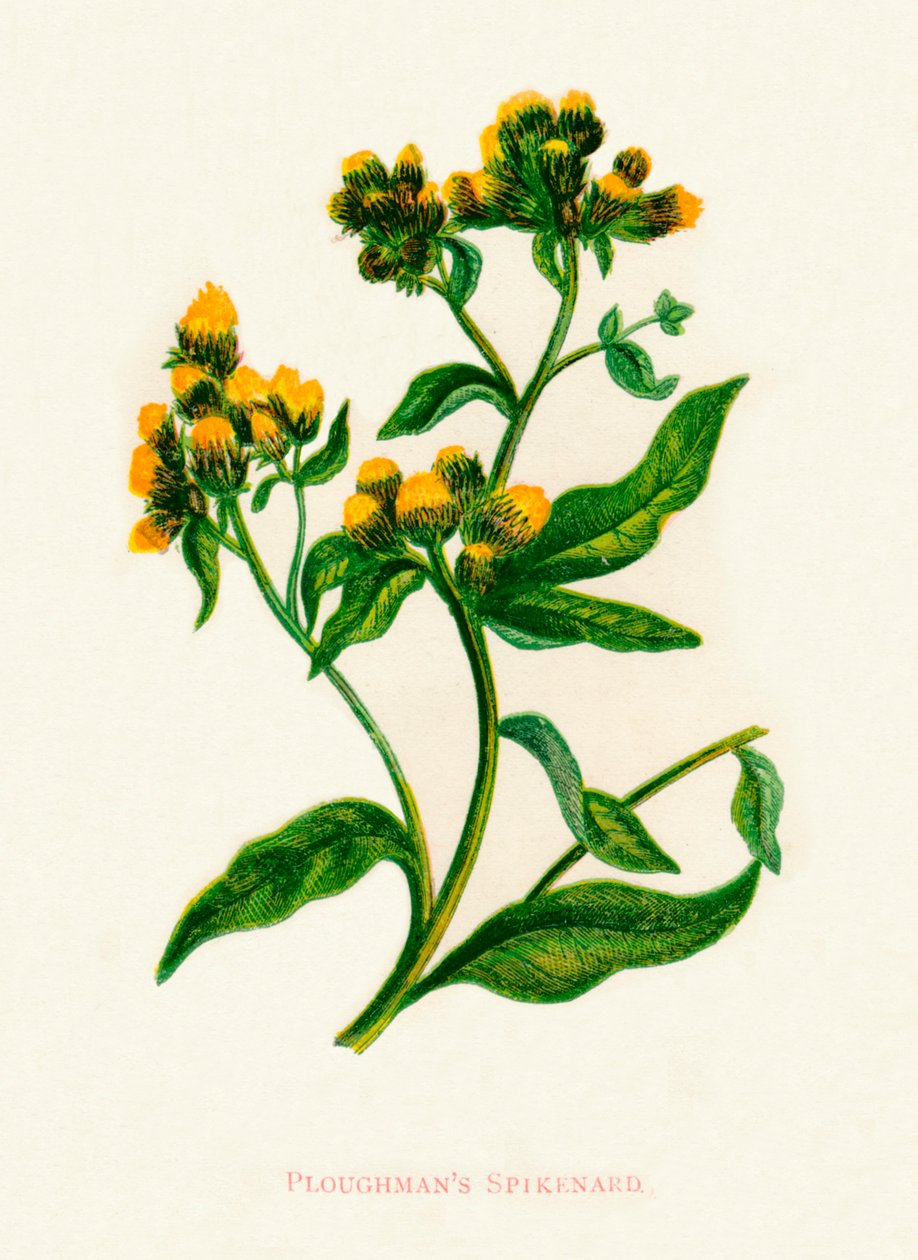 Spikenard del contadino da Anne Pratt