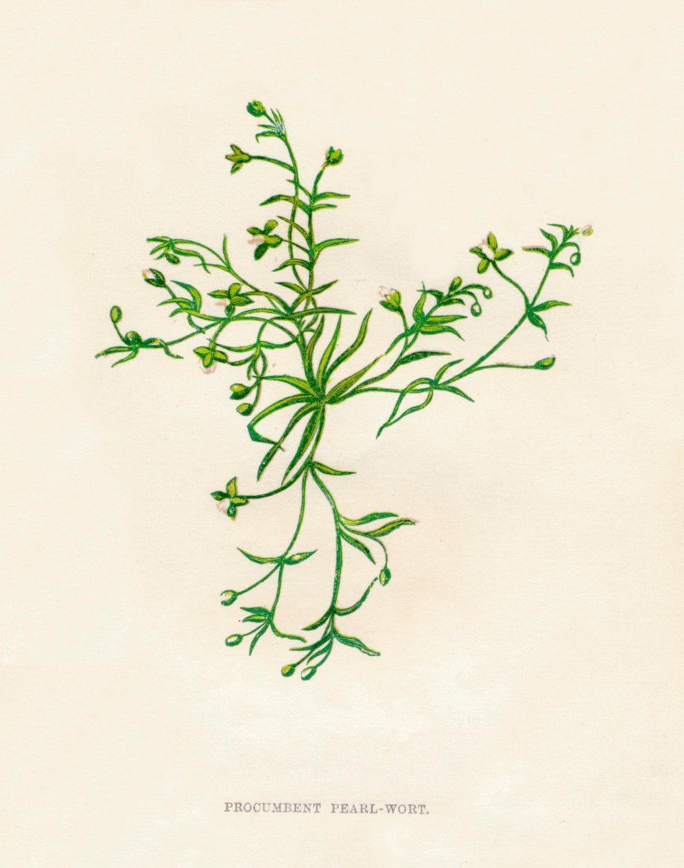 Procumbent Pearl-Wort, c1891 da Anne Pratt