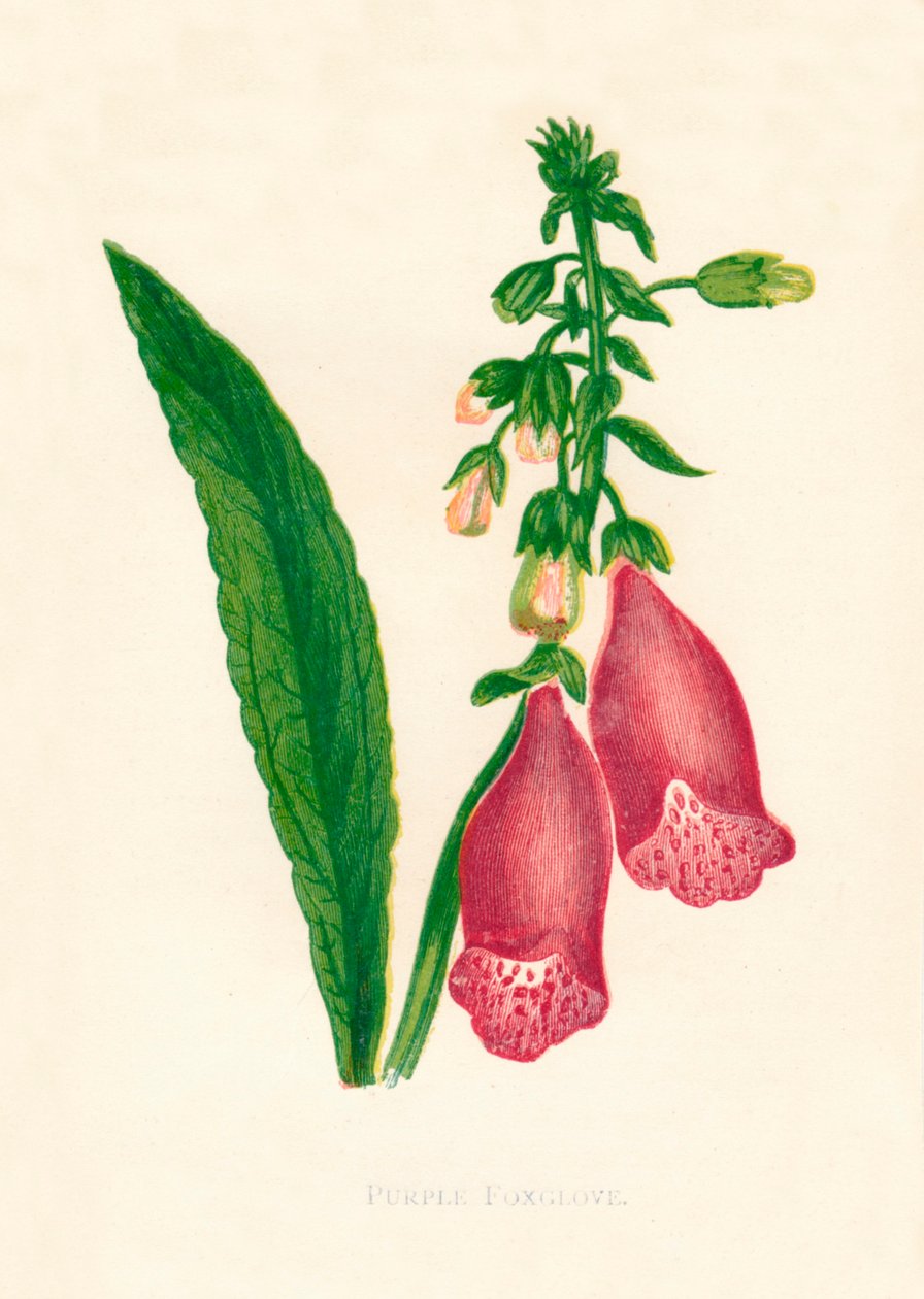Digitale purpurea, c1891 da Anne Pratt