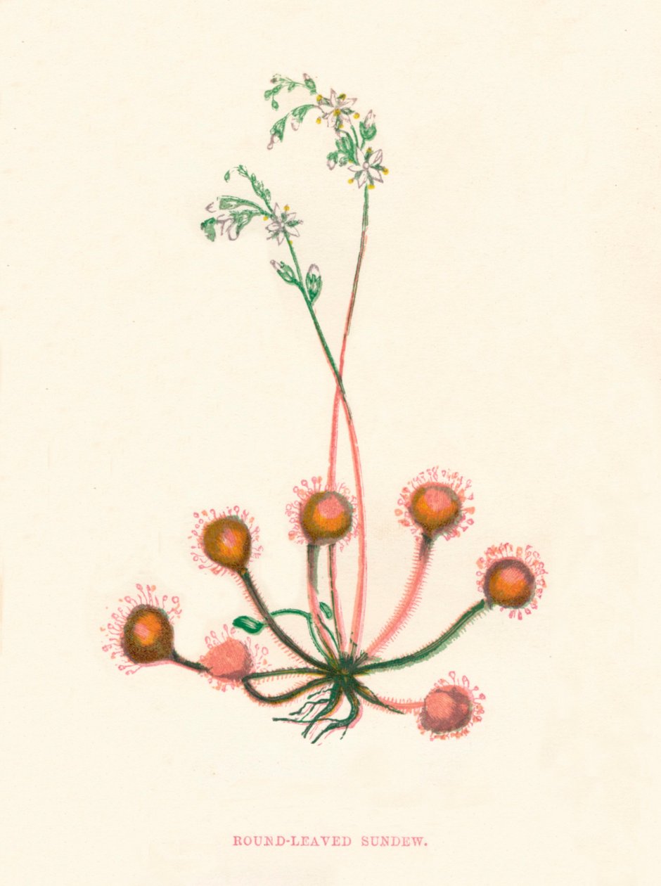 Drosera a foglie rotonde, c1891 da Anne Pratt