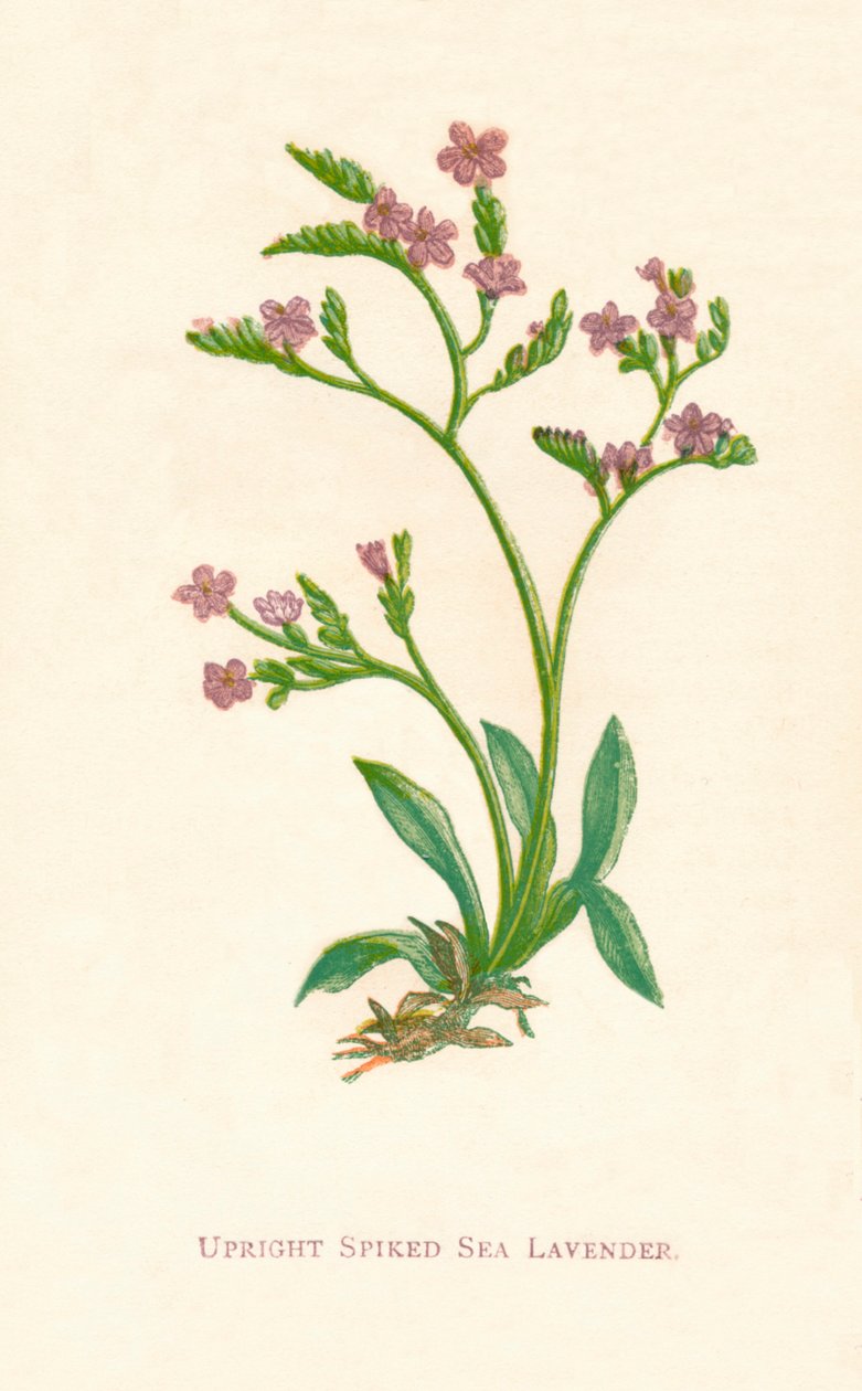 Lavanda di mare con spine erette, c. 1891 da Anne Pratt