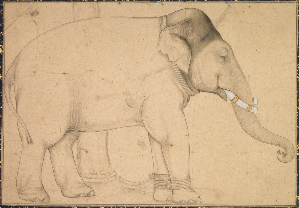 Disegno di un elefante da Anonym