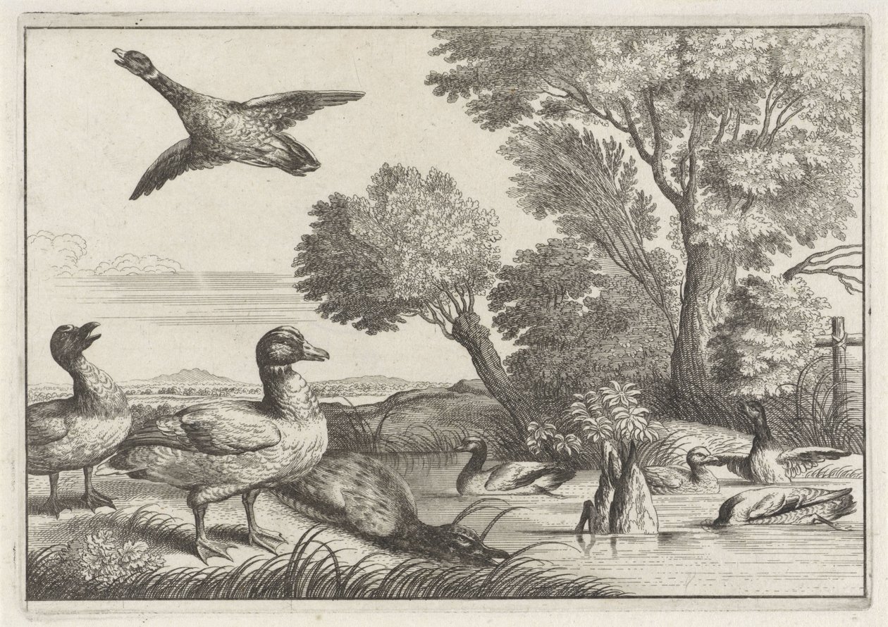 Anatre (Diverse specie di uccelli) da Anonymous