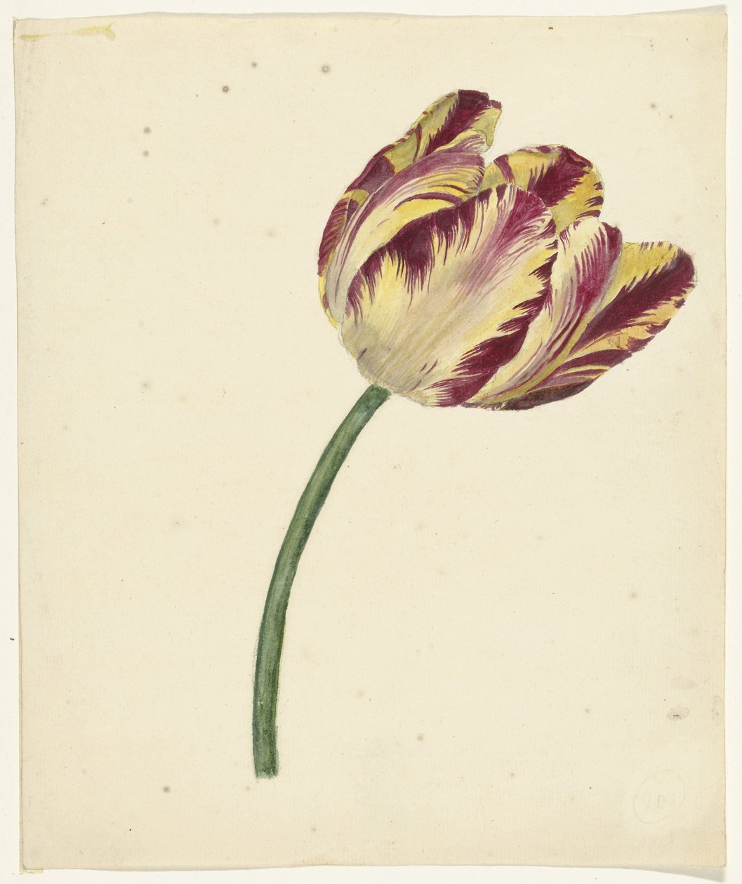 Tulipano giallo-rosso da Anonymous