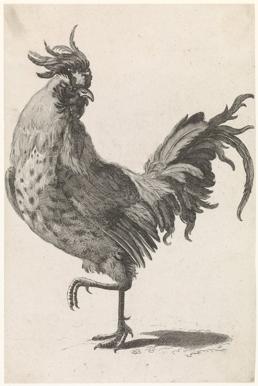 Gallo che cammina verso sinistra, guardando a destra da Anonymous